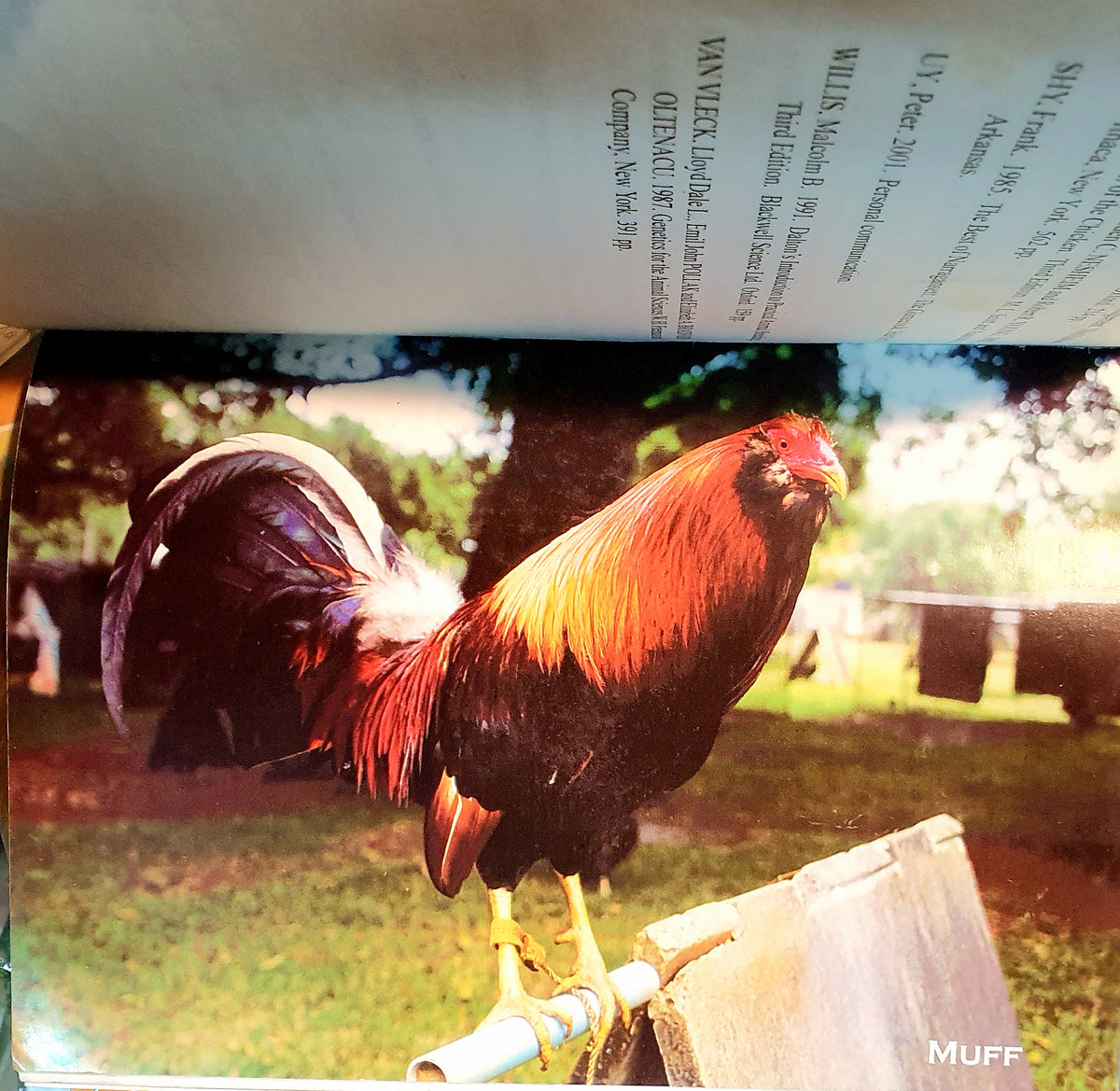 PHILIPPINE COCKING FUNDAMENTALS BY BUNAN, LORENZO AND GORGONIA